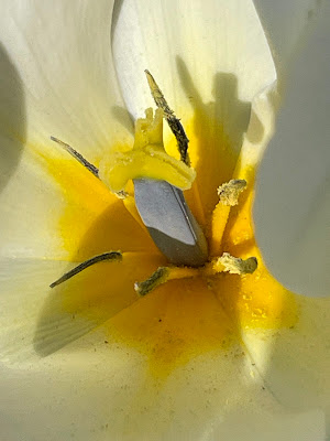 fleurbouquetmaisonnature