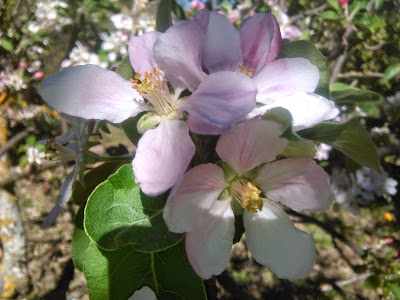 flores de manzano