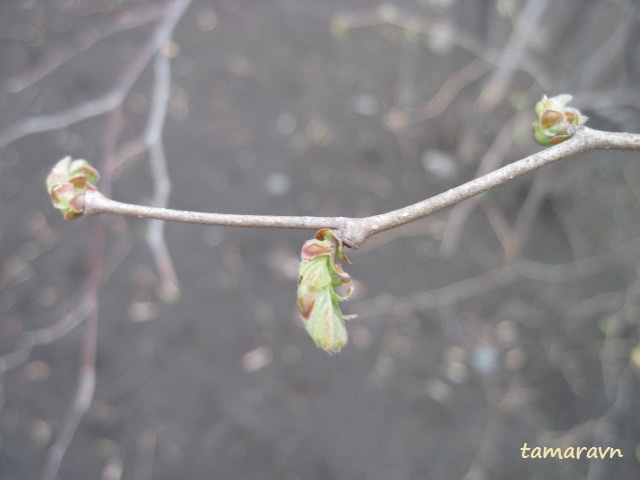 Лещина разнолистная / Орешник разнолистный (Corylus heterophylla)