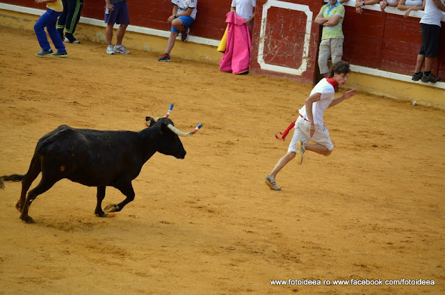 Fiesta Tudela 2012, Torro, photo bt www.fotoideea.ro 