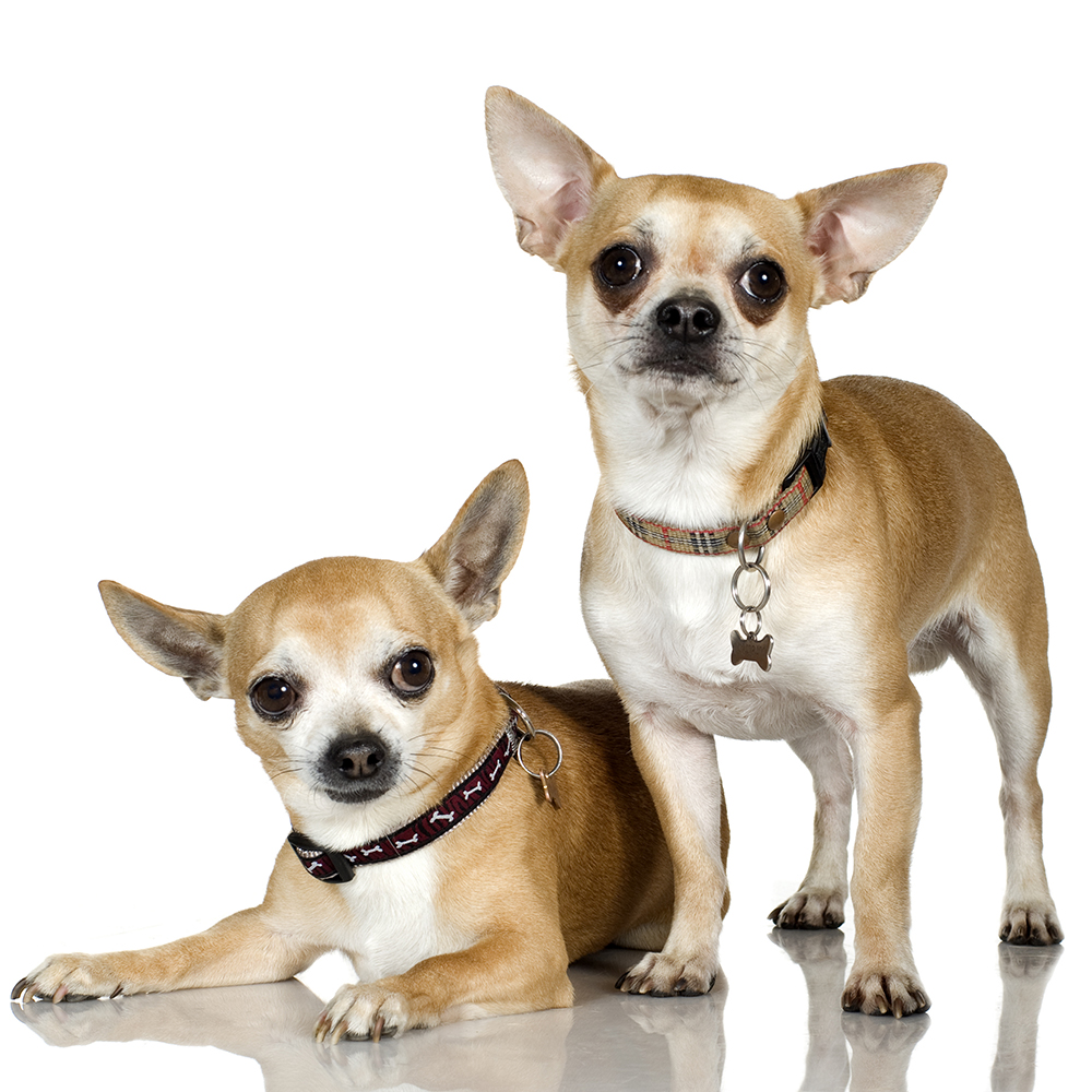 How to Care for and Train Chihuahua Dog  Dog Training