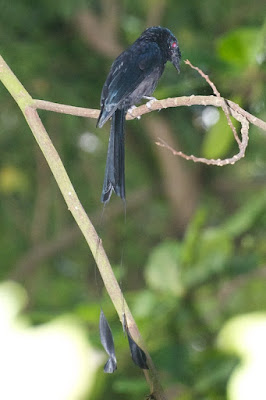 Greater Racket-tailed Drongo (Dicrurus paradiseus) 