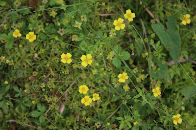 Tormentil - Weewoartel - Potentilla erecta