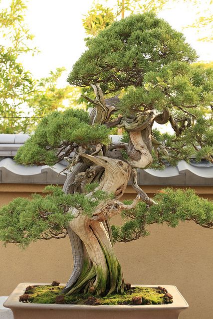 60 My Favorite Beautiful list of Trees for Bonsai [pics]