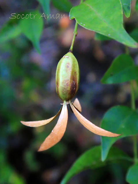 Buckleya lanceolata