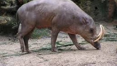 Babirusa merupakan contoh fauna Indonesia tengah