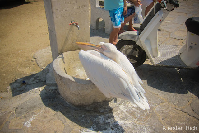 Pétros the Pelican