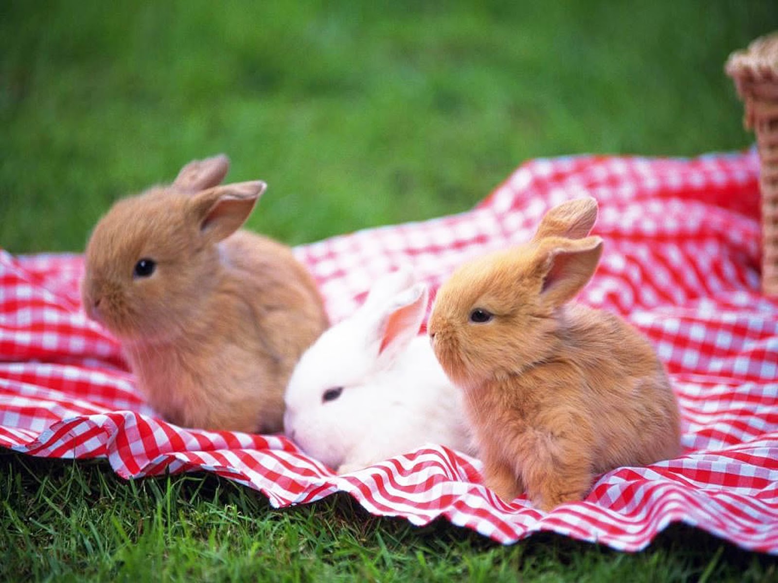 Rabbits Wallpaper | Perfect Wallpaper