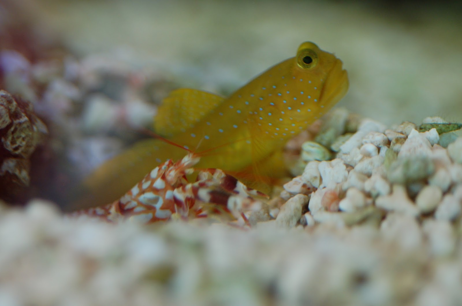 熱帯魚レンタルn Aコラム 共生ハゼとテッポウエビが共生するメリットは