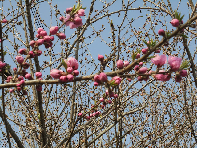 別所川渓流植物園の牡丹桜はもう少し
