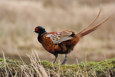 Fazant - Fazant - Phasianus colchicus