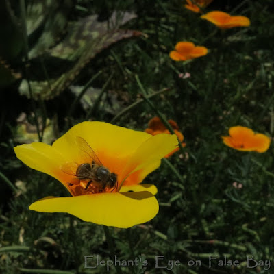 Bee on Californian poppy