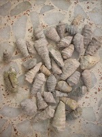 Resultado de imagen de asturias fosiles