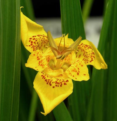 A flor-tigre (Tigridia pavonia) é uma planta bulbosa, pertence à família Iridaceae e tem origem no México. 