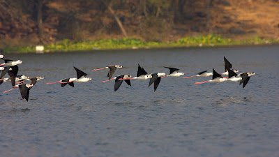 flying birds at namal lake