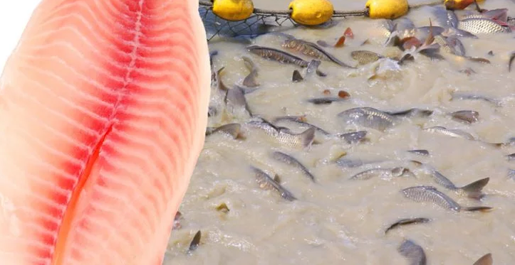 Experts Recommend Never To Eat This Dangerous So Popular Fish!