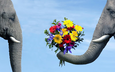 foto de elefantes enamorados