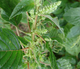 Manfaat dan Khasiat Bayam Duri (Amaranthus Spinosus L.)