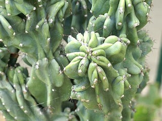 Cierge du Pérou - Cereus hildmannianus - Cereus peruvianus