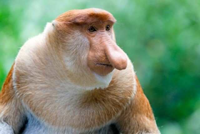 6 Monyet  Mengerikan yang Ada di Dunia Misteri Fakta dan 
