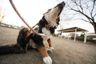 Al igual que los humanos, los perros pueden tener alergias también