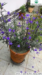 Ruellia coerulea - Bluebell, Mexican Petunia