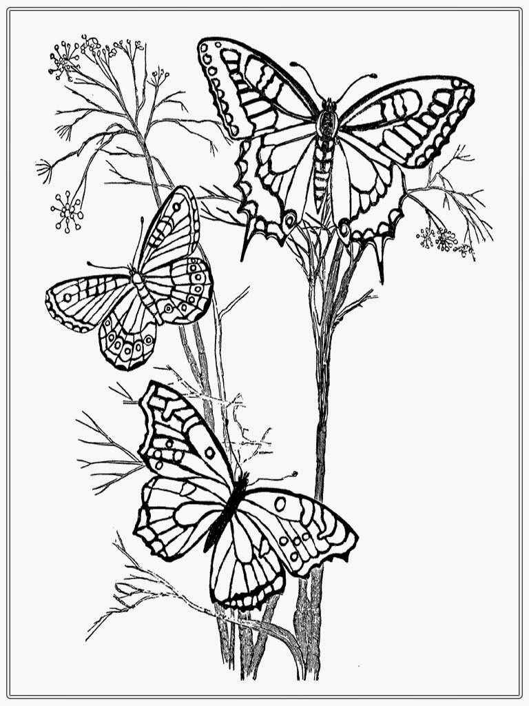 Adult Coloring Pages Butterfly | Realistic Coloring Pages