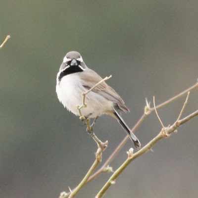  Black-throated Sparrow 