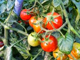  buah tomat tentu bukan hal asing di telinga kita Analisa Peluang Usaha Budidaya Tomat Lengkap Tahun 2020