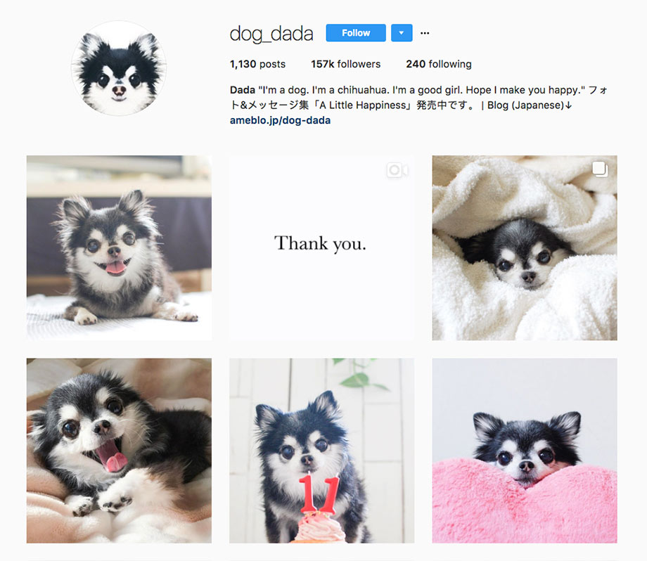  Instagram Dog Dada