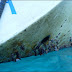 Gooseneck barnacles