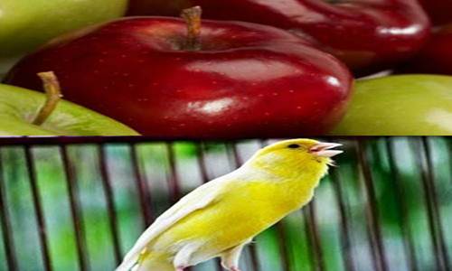 http://miefbird.blogspot.com/2016/03/manfaat-buah-apel-untuk-burung-kenari.html