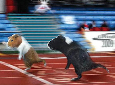 guinea pig games depiction