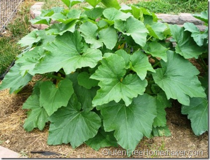 zucchini plant