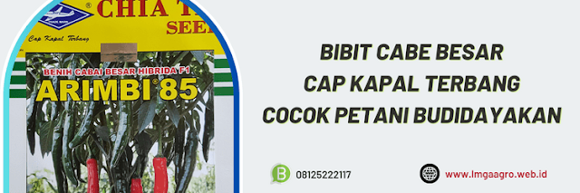 petani,cabai,cabai besar,budidaya cabe,indonesia