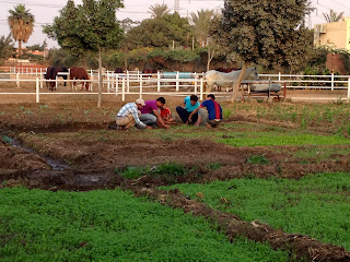 The Little Red Hen Moves To Egypt.... : Living in Egypt ...