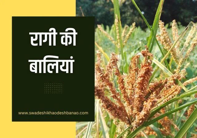 ragi spikes in hindi