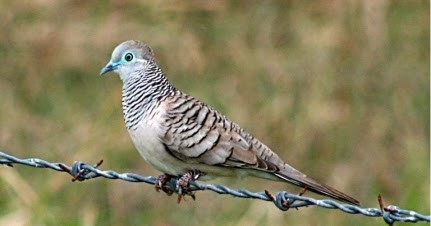 Burung Perkutut Lokal ber ioni ghaib untuk kemakmuran 