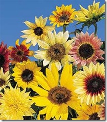 GirasolFantasiaMix