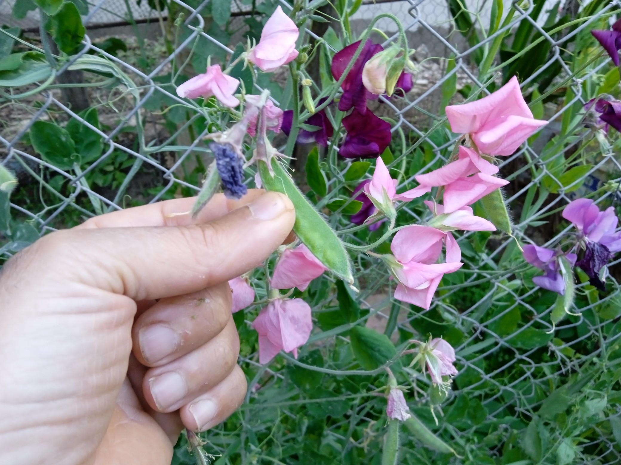 To have sweet pea seeds the flowers must remain on the plant until they form a seedpod, and the seed can be collected only when the seedpods on the plants have a brown colour.