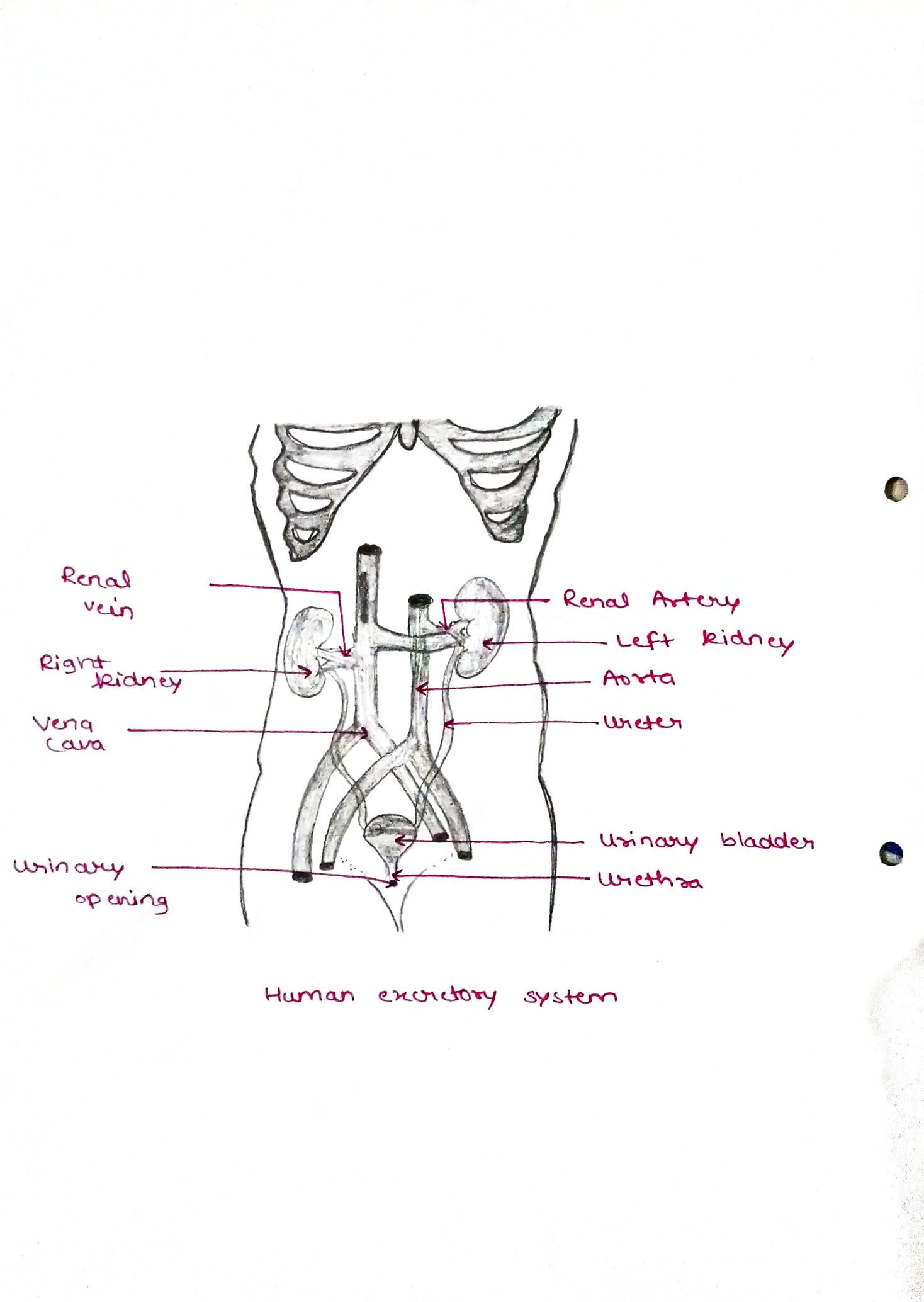 Human Urinary System Diagram Easy Way 😍@𝕸𝕲_Entertainmen🧑‍🌾 #fory... |  TikTok