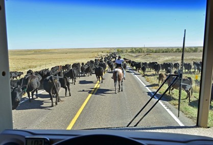 Cattle Drive 2