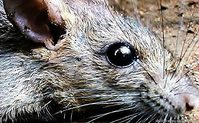 Tikus rumah ( Rattus rattus diardii )