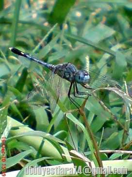 Capung Diplacodes trivialis jantan