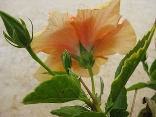 salmon hibiscus flower