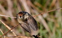 Birds In Flight Photography Cape Town with Canon EOS 7D Mark II