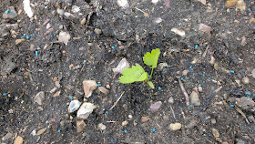 Allotment and greenhouse progress in spring