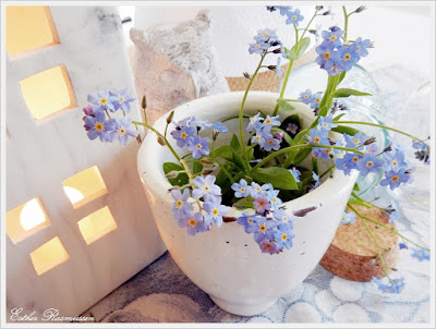 myosotis des bois