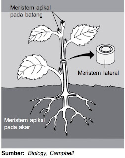 Letak jaringan meristem