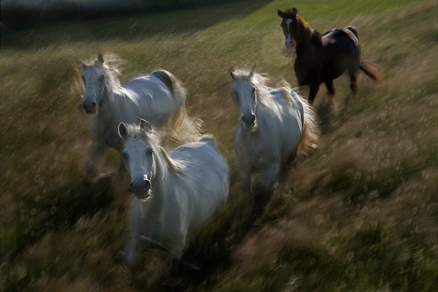 galop-2mmone